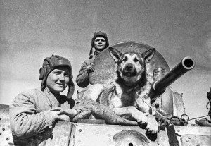 «Они помогли победить»: животные в Великой Отечественной войне